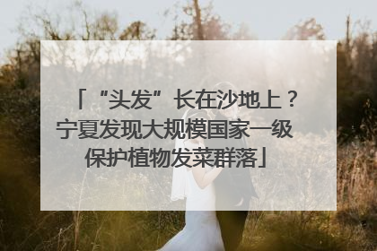 “头发”长在沙地上？宁夏发现大规模国家一级保护植物发菜群落