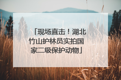 现场直击!湖北竹山护林员实拍国家二级保护动物