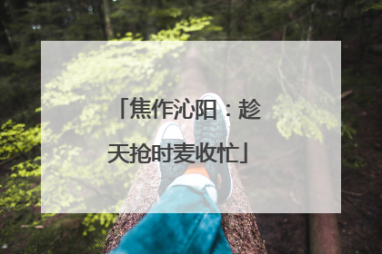 焦作沁阳：趁天抢时麦收忙