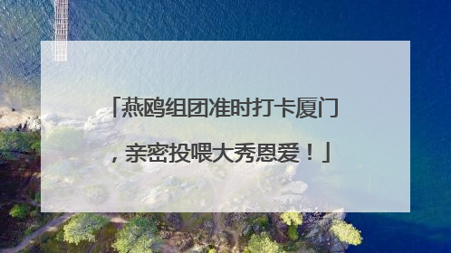 燕鸥组团准时打卡厦门，亲密投喂大秀恩爱！
