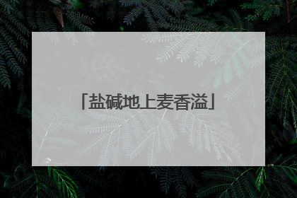 盐碱地上麦香溢