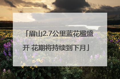 眉山2.7公里蓝花楹盛开 花期将持续到下月