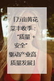 万亩黄花菜丰收季：“质量 + 安全” 驱动产业高质量发展