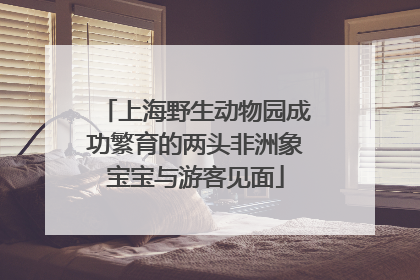 上海野生动物园成功繁育的两头非洲象宝宝与游客见面