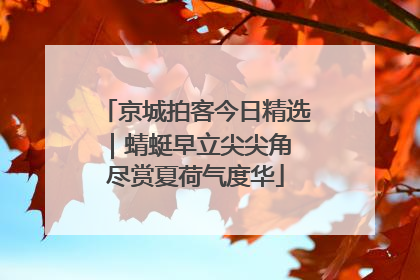 京城拍客今日精选｜蜻蜓早立尖尖角 尽赏夏荷气度华