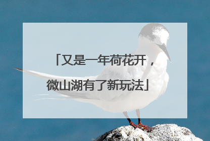 又是一年荷花开，微山湖有了新玩法