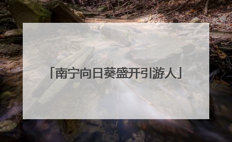 南宁向日葵盛开引游人