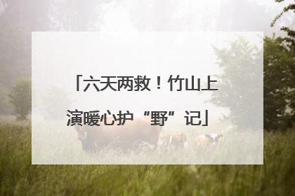 六天两救！竹山上演暖心护“野”记