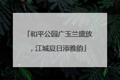 和平公园广玉兰盛放，江城夏日添雅韵
