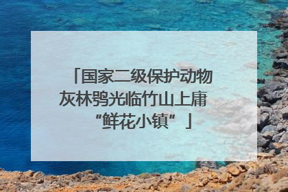 国家二级保护动物灰林鸮光临竹山上庸“鲜花小镇”