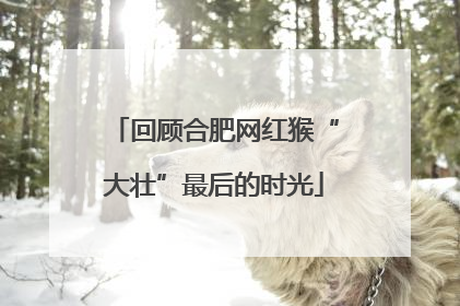 回顾合肥网红猴“大壮”最后的时光