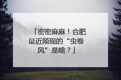 密密麻麻！合肥最近频现的“虫卷风”是啥？