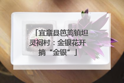 宜章县笆篱镇坦灵祠村：金银花开摘“金银”