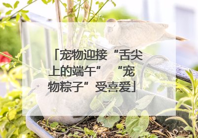 宠物迎接“舌尖上的端午” “宠物粽子”受喜爱