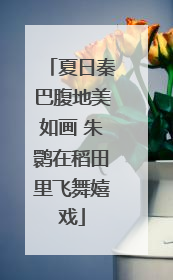 夏日秦巴腹地美如画 朱鹮在稻田里飞舞嬉戏