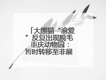大熊猫“渝爱”反复出现脱毛 重庆动物园：暂时转移至非展示区静养治疗