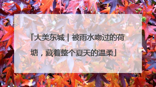大美东城｜被雨水吻过的荷塘，藏着整个夏天的温柔