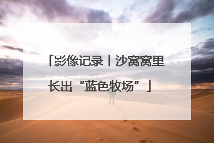 影像记录丨沙窝窝里长出“蓝色牧场”