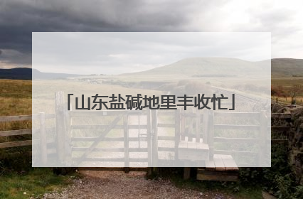 山东盐碱地里丰收忙
