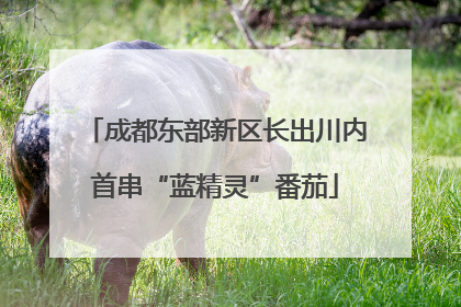 成都东部新区长出川内首串“蓝精灵”番茄
