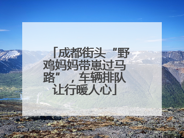 成都街头“野鸡妈妈带崽过马路”，车辆排队让行暖人心