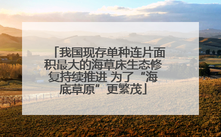 我国现存单种连片面积最大的海草床生态修复持续推进 为了“海底草原”更繁茂