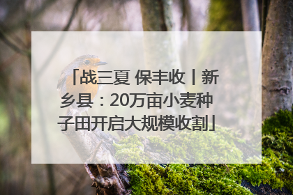 战三夏 保丰收丨新乡县：20万亩小麦种子田开启大规模收割