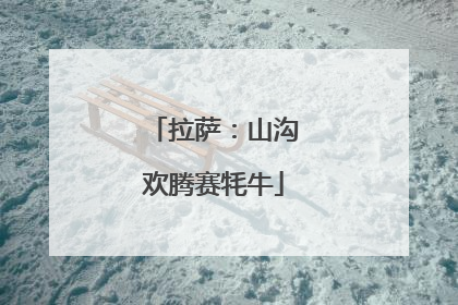 拉萨：山沟欢腾赛牦牛