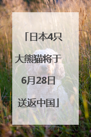 日本4只大熊猫将于6月28日送返中国