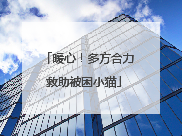 暖心！多方合力救助被困小猫
