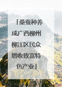 桑蚕种养成广西柳州柳江区民众增收致富特色产业