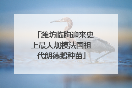 潍坊临朐迎来史上最大规模法国祖代朗德鹅种苗