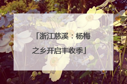 浙江慈溪：杨梅之乡开启丰收季