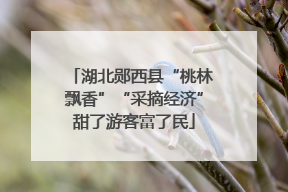 湖北郧西县“桃林飘香”“采摘经济”甜了游客富了民