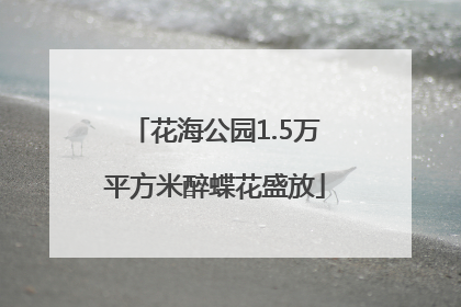 花海公园1.5万平方米醉蝶花盛放