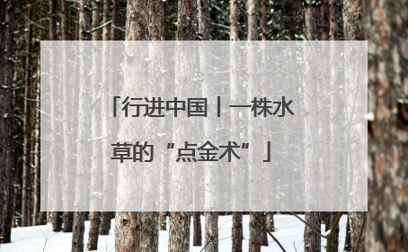 行进中国丨一株水草的“点金术”
