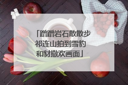 蹭蹭岩石散散步 祁连山拍到雪豹和豺撒欢画面