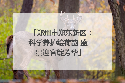 郑州市郑东新区：科学养护绘荷韵 盛景迎客绽芳华