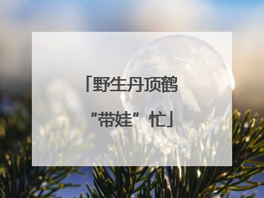 野生丹顶鹤“带娃”忙