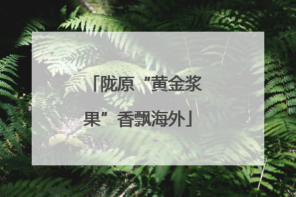 陇原“黄金浆果”香飘海外