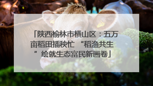 陕西榆林市横山区：五万亩稻田插秧忙 “稻渔共生”绘就生态富民新画卷