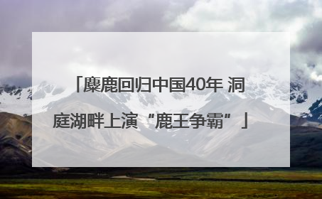 麋鹿回归中国40年 洞庭湖畔上演“鹿王争霸”