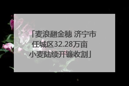 麦浪翻金穗 济宁市任城区32.28万亩小麦陆续开镰收割